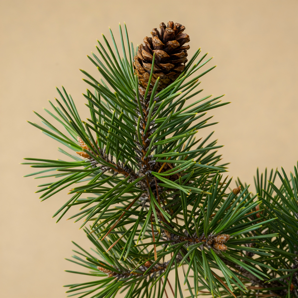 Maritime Pine Bark Extract