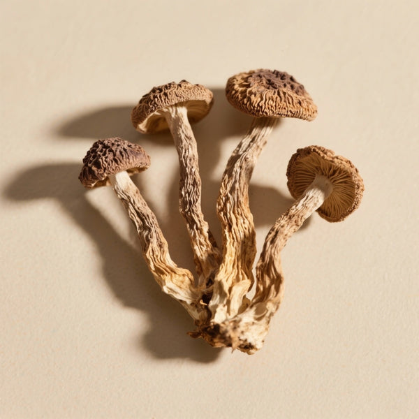 Cordyceps